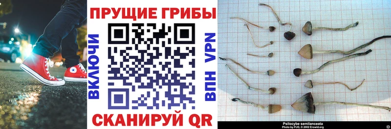 Галлюциногенные грибы Psilocybine cubensis  Купить закладки  Сланцы 